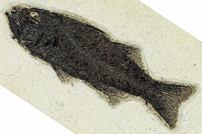 Uncommon Fish Fossil (Mioplosus) - Wyoming #370856